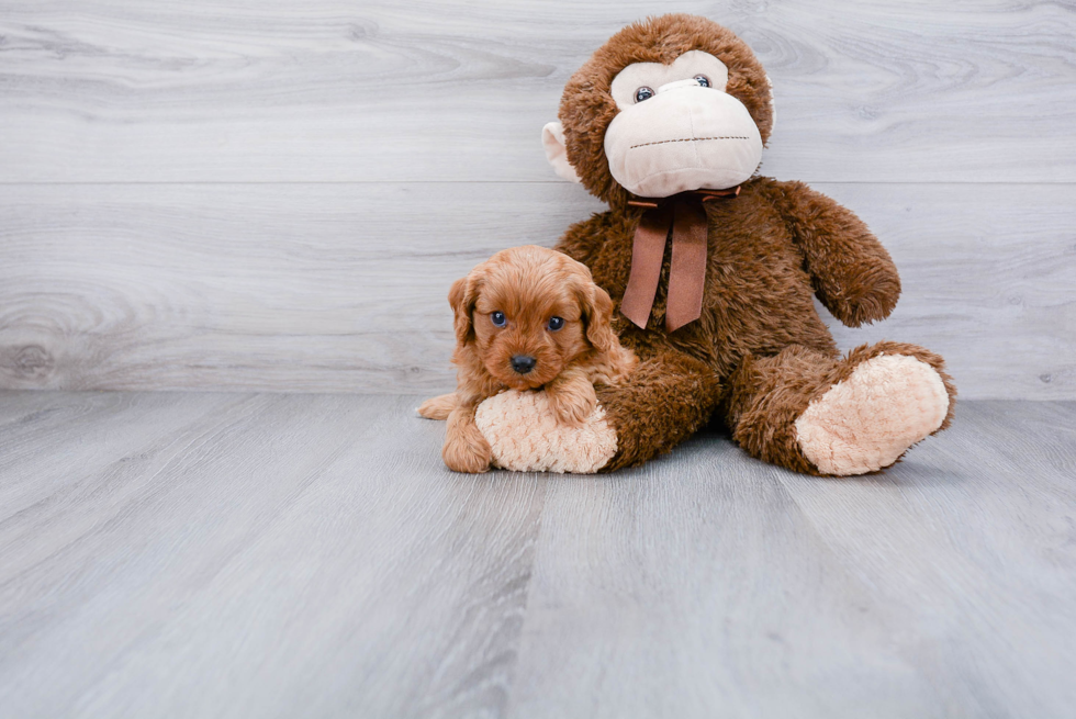 Best Cavapoo Baby