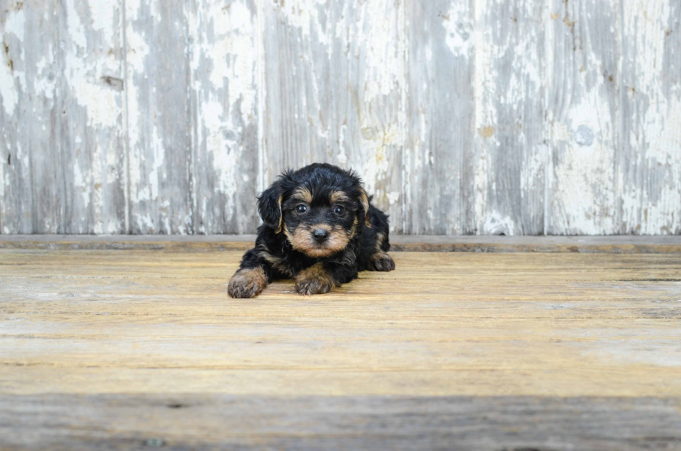 Petite Yorkie Poo Poodle Mix Pup