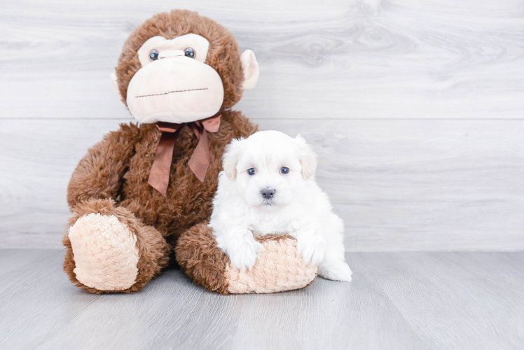 Best Maltipoo Baby