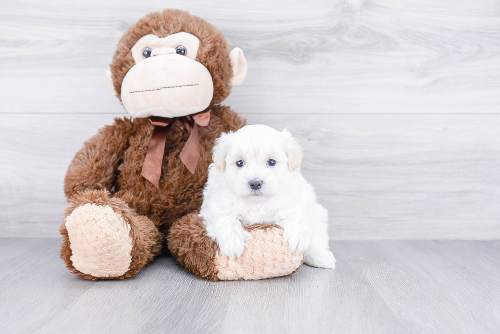 Best Maltipoo Baby