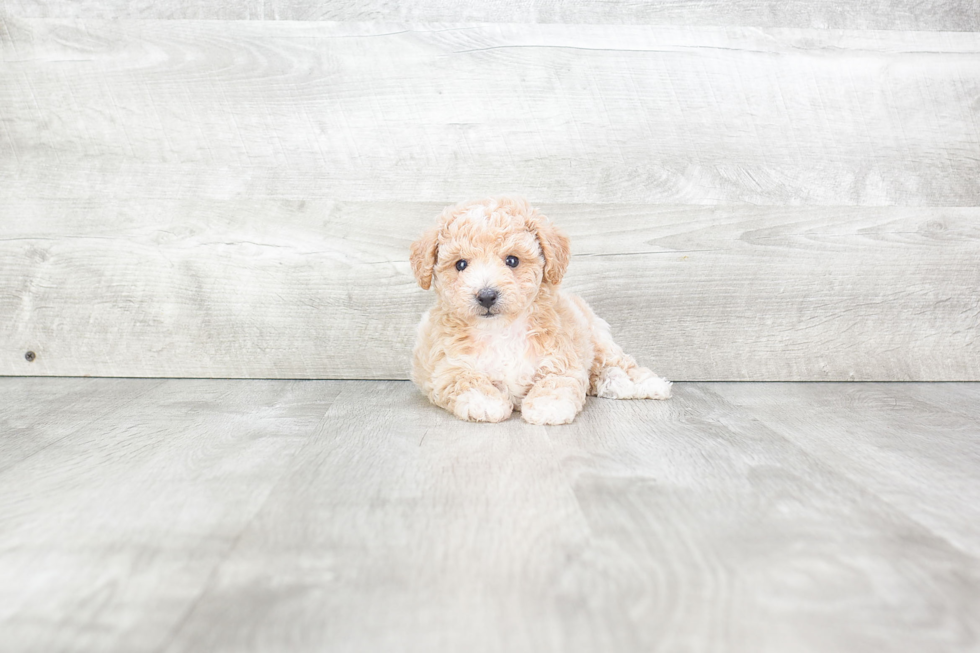 Maltipoo Pup Being Cute