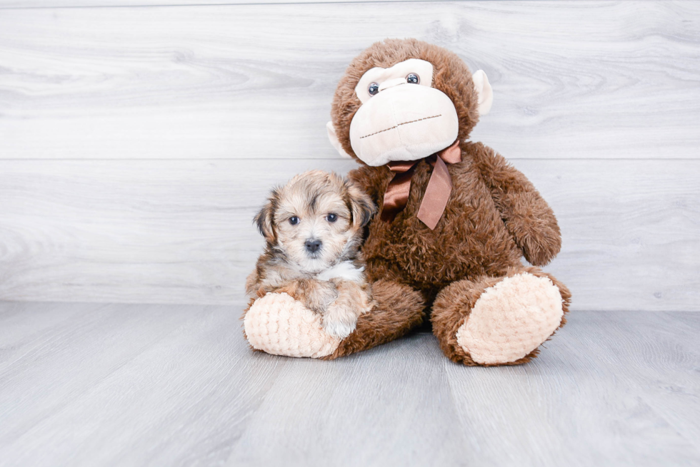 Friendly Morkie Baby