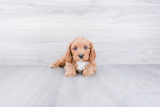 Cavapoo Pup Being Cute