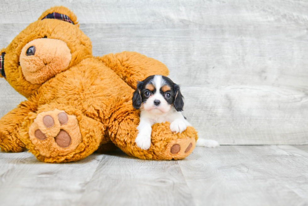 Cavalier King Charles Spaniel Pup Being Cute