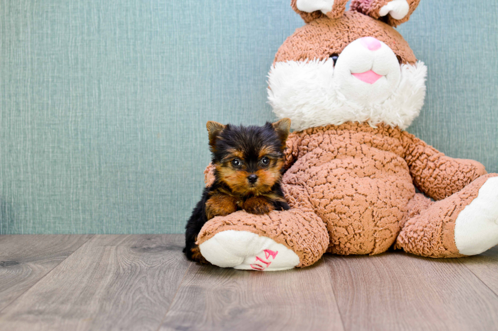 Meet Giselle - our Yorkshire Terrier Puppy Photo 