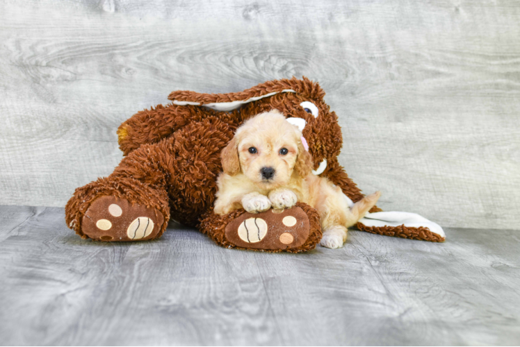 Best Mini Goldendoodle Baby