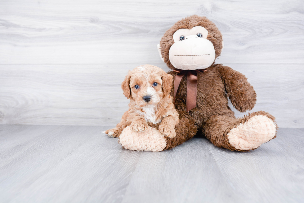 Popular Cockapoo Poodle Mix Pup