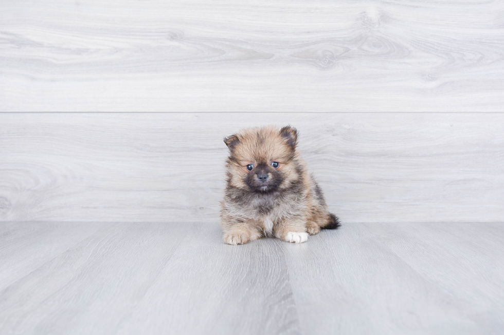 Akc Registered Pomeranian Baby