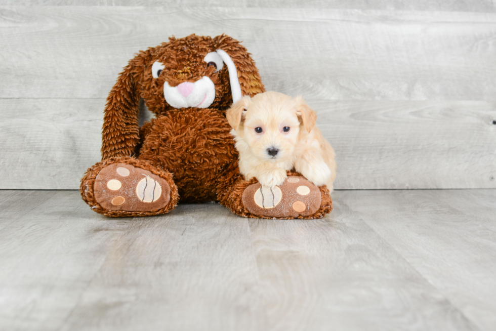 Maltipoo Pup Being Cute