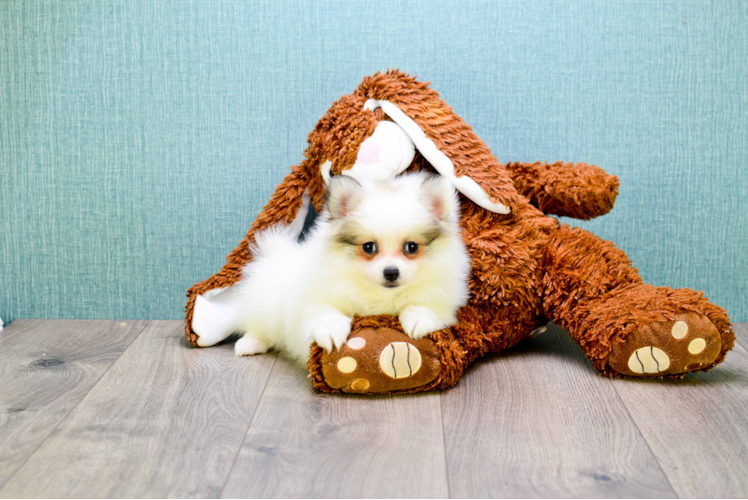 Best Pomeranian Baby