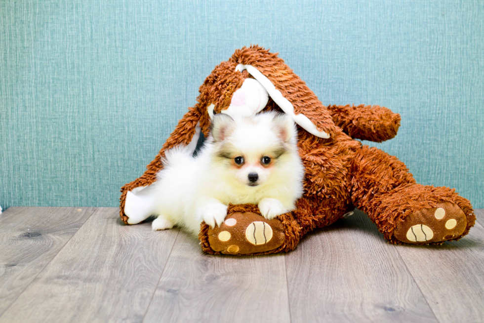 Best Pomeranian Baby