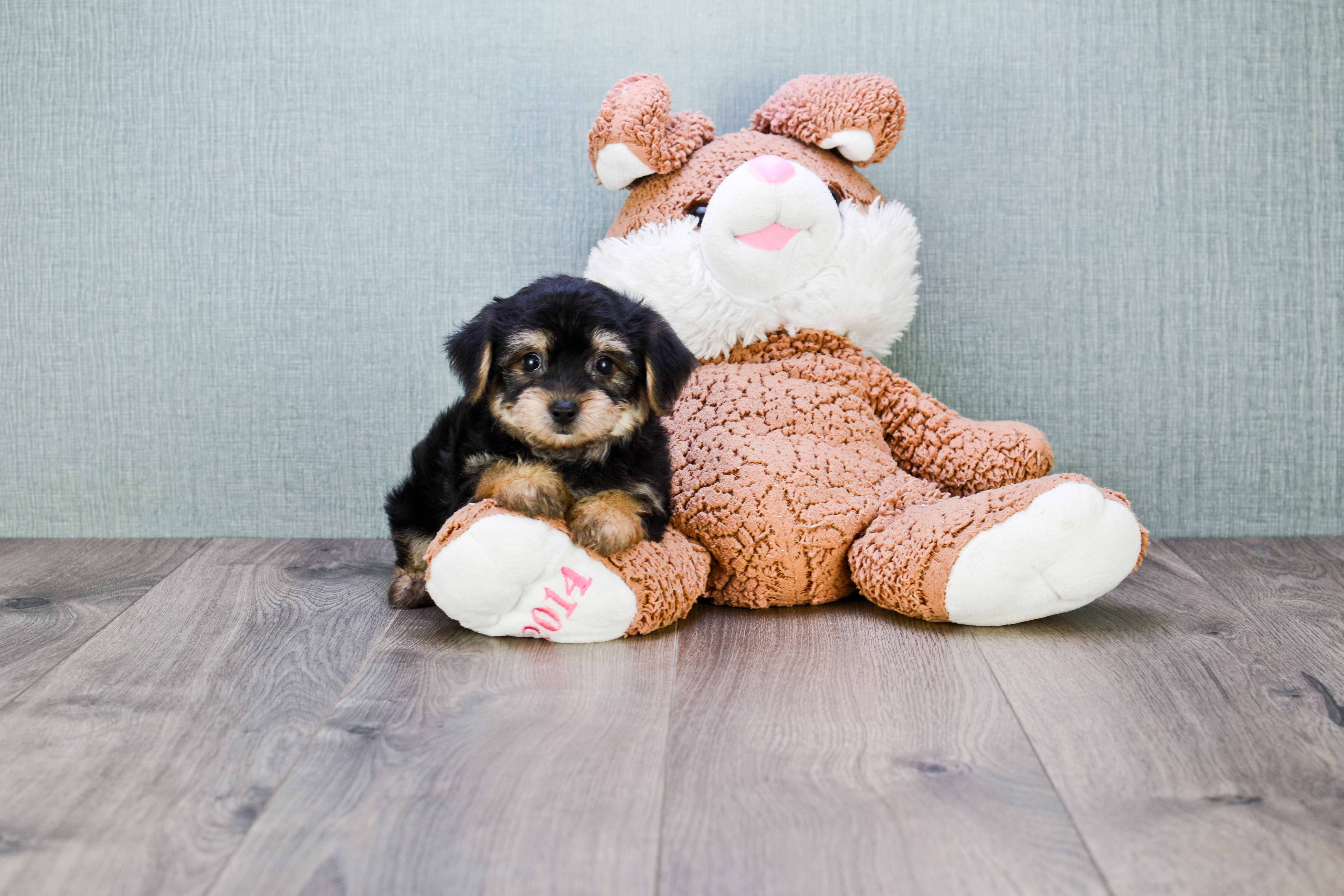 Happy Morkie Baby