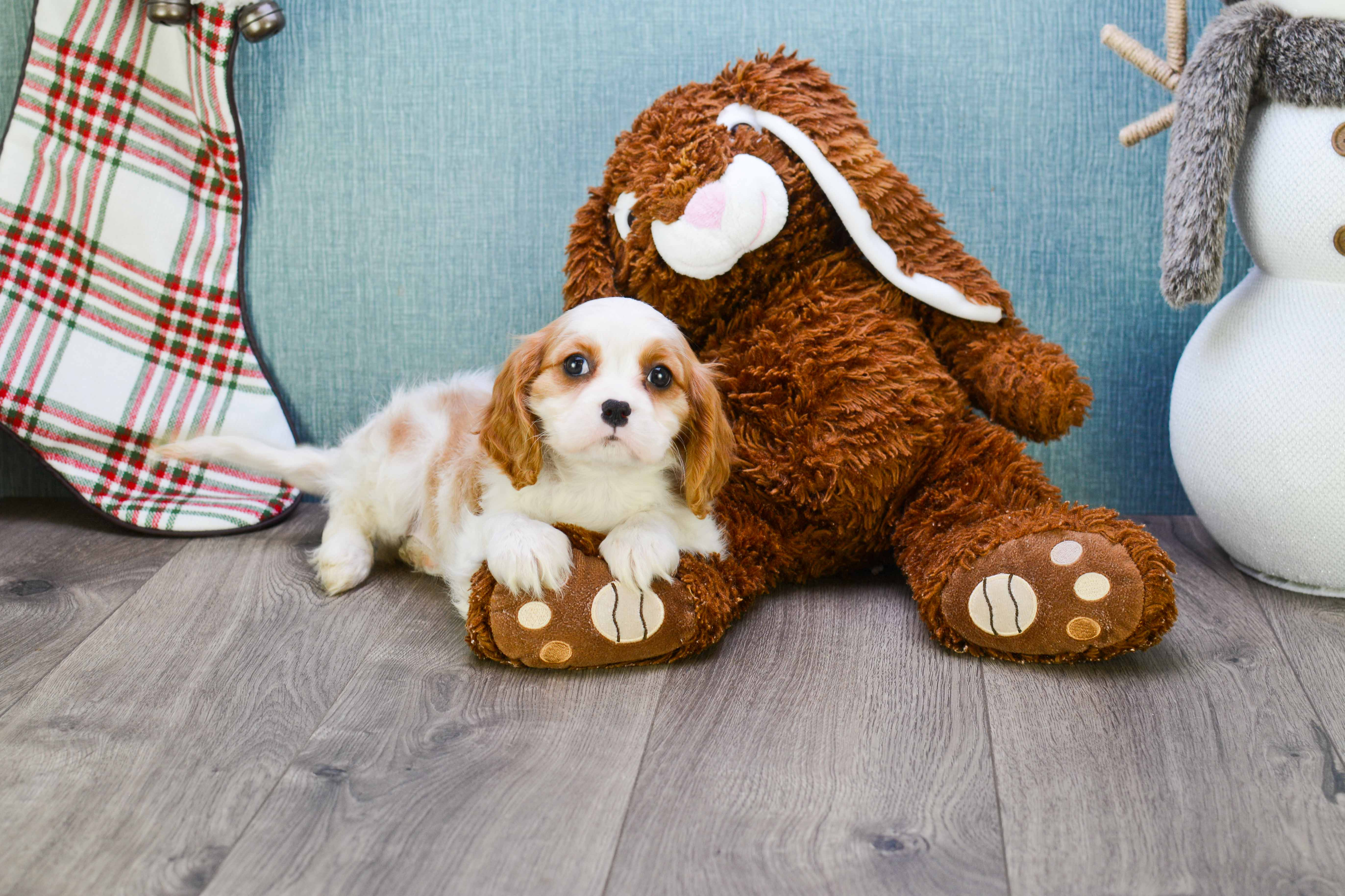 Playful Cavalier King Charles Spaniel Purebred Pup