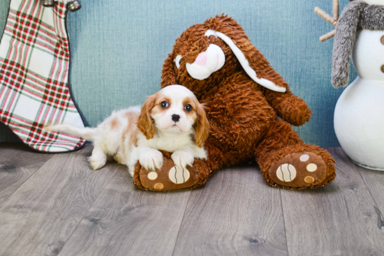 Playful Cavalier King Charles Spaniel Purebred Pup