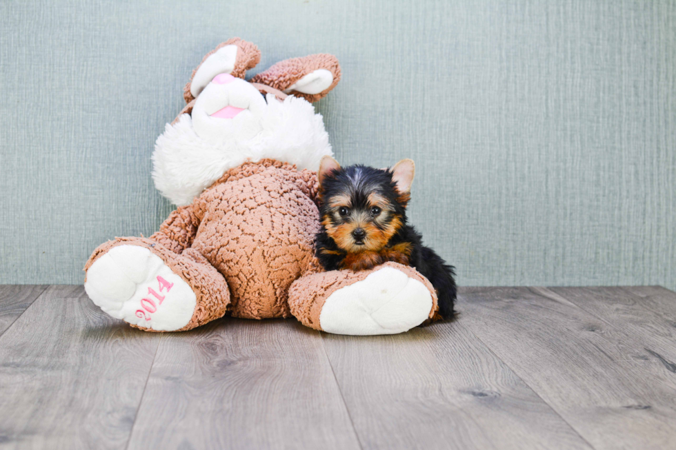 Meet Giselle - our Yorkshire Terrier Puppy Photo 