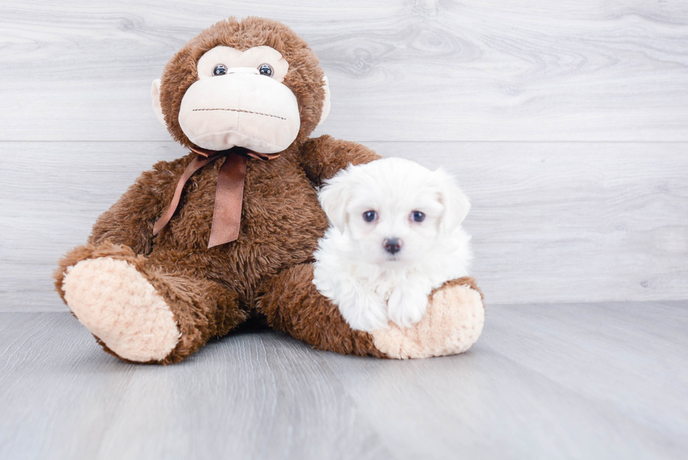 Sweet Maltipoo Baby