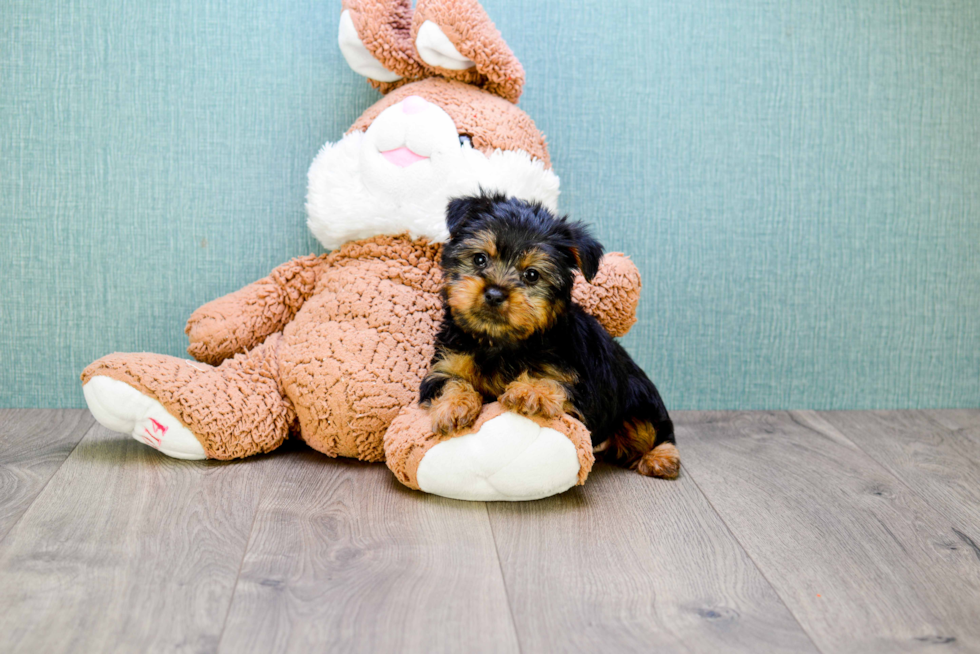 Meet Jeremy - our Yorkshire Terrier Puppy Photo 