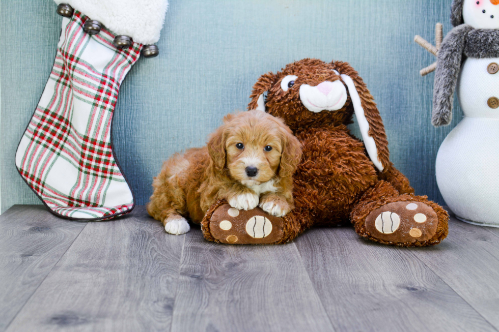 Adorable Golden Retriever Poodle Mix Puppy