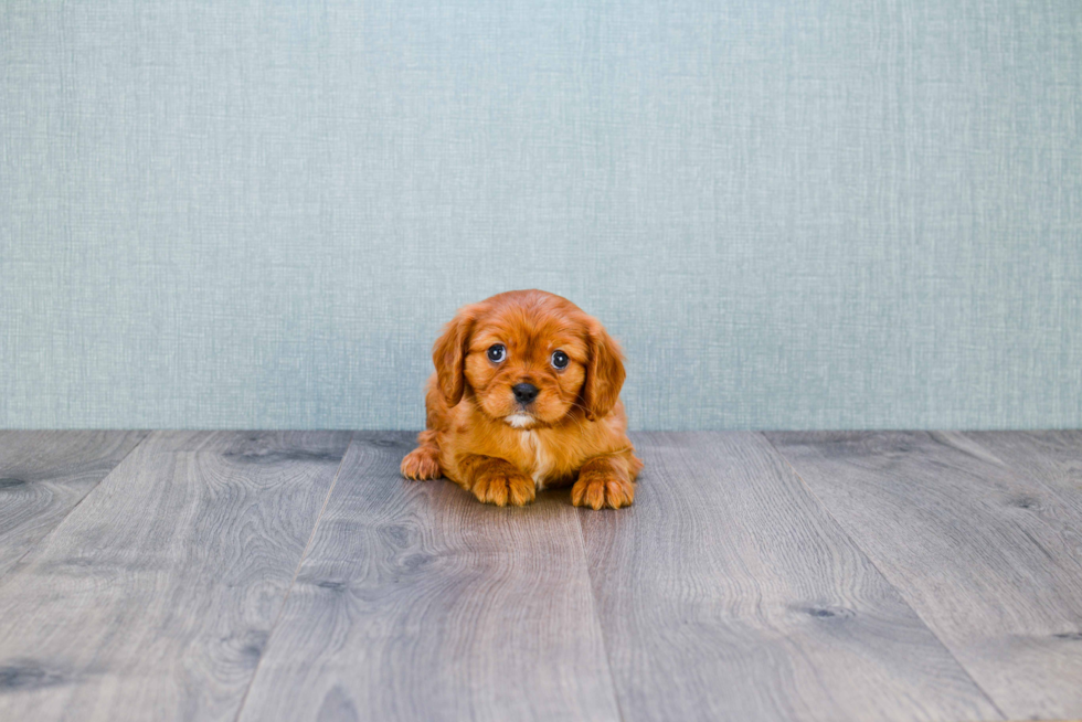 Best Cavalier King Charles Spaniel Baby