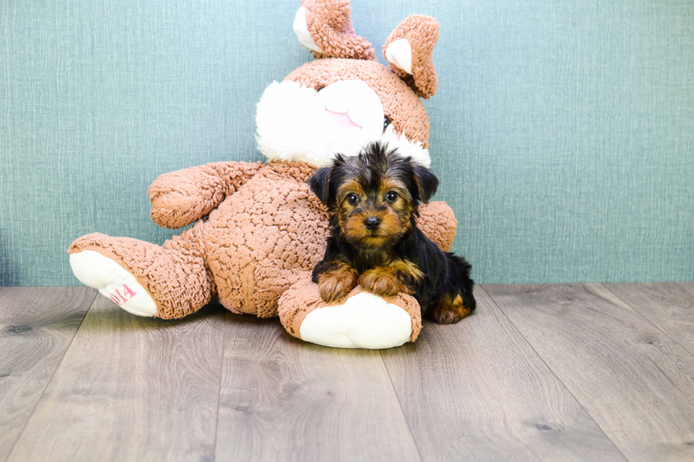 Meet Teacup-Zoro - our Yorkshire Terrier Puppy Photo 