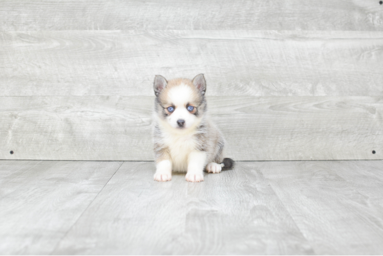 Pomsky Pup Being Cute