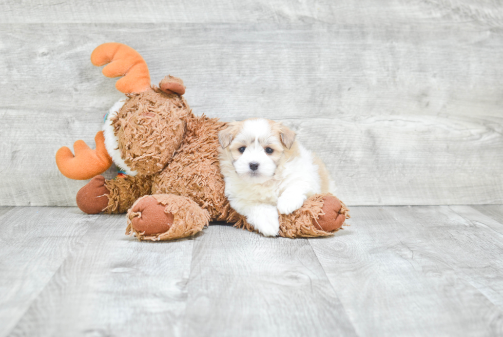 Small Havanese Baby