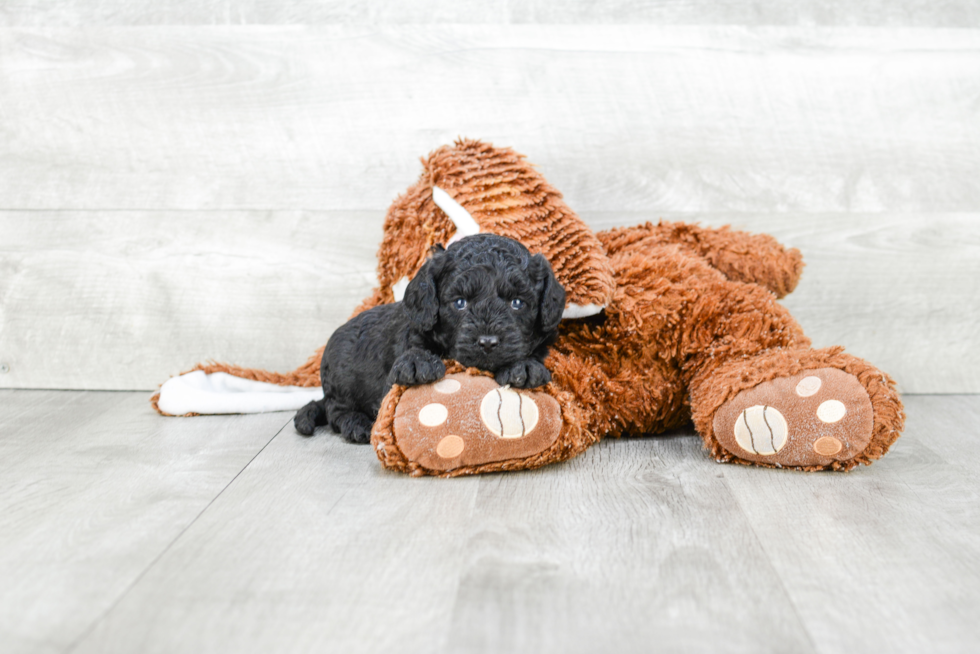 Popular Cavapoo Poodle Mix Pup