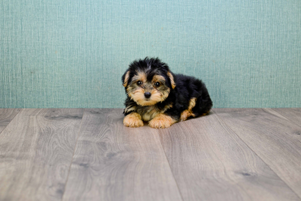 Morkie Puppy for Adoption