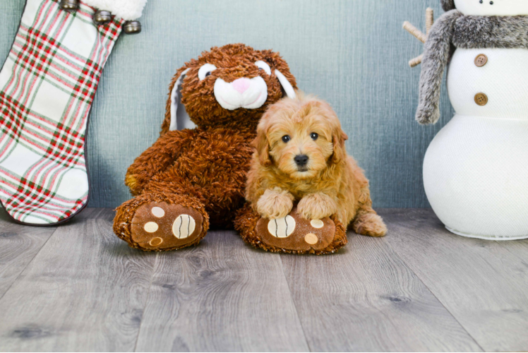 Best Cavapoo Baby