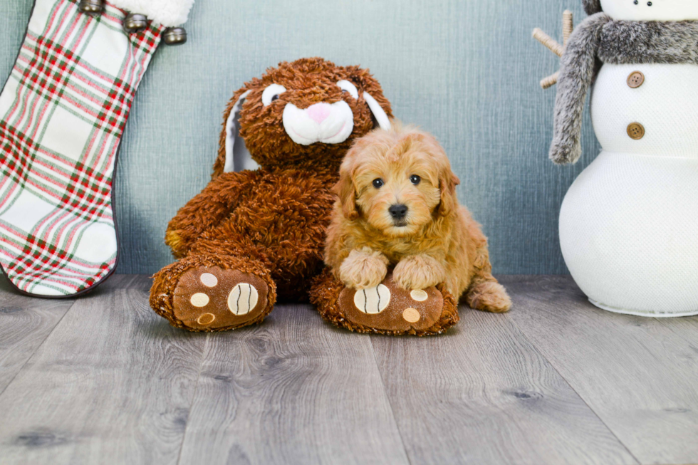Best Cavapoo Baby