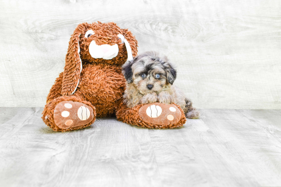 Mini Aussiedoodle Puppy for Adoption