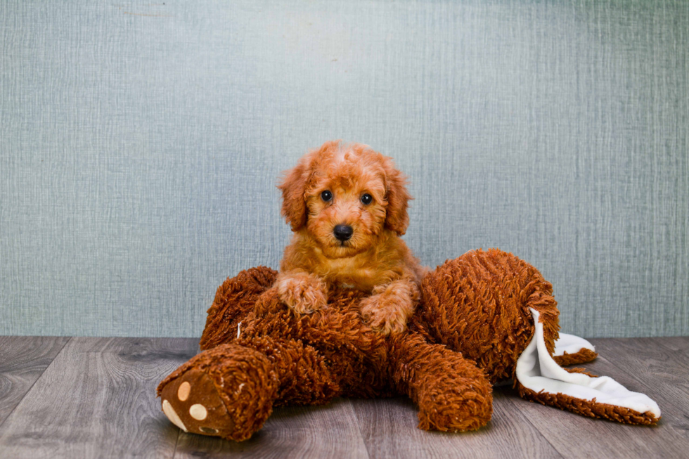 Sweet Mini Goldendoodle Baby