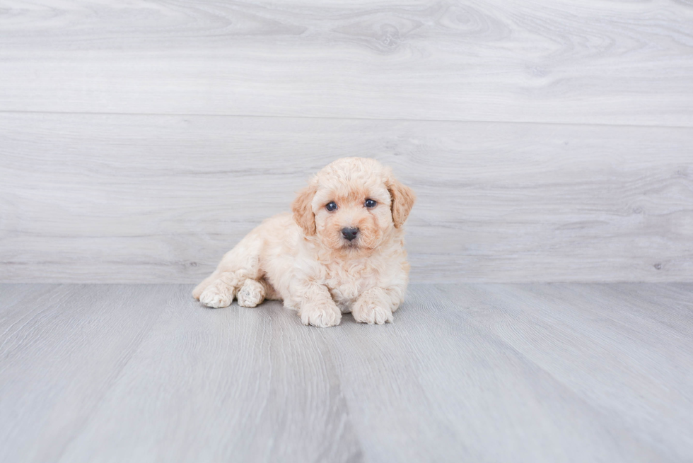 Petite Maltipoo Poodle Mix Pup