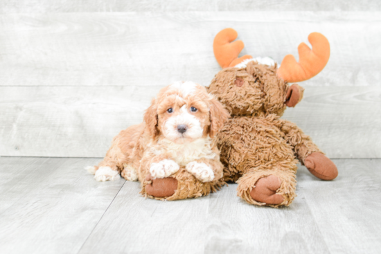 Cavapoo Pup Being Cute