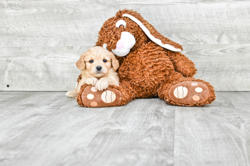 Cavachon Pup Being Cute