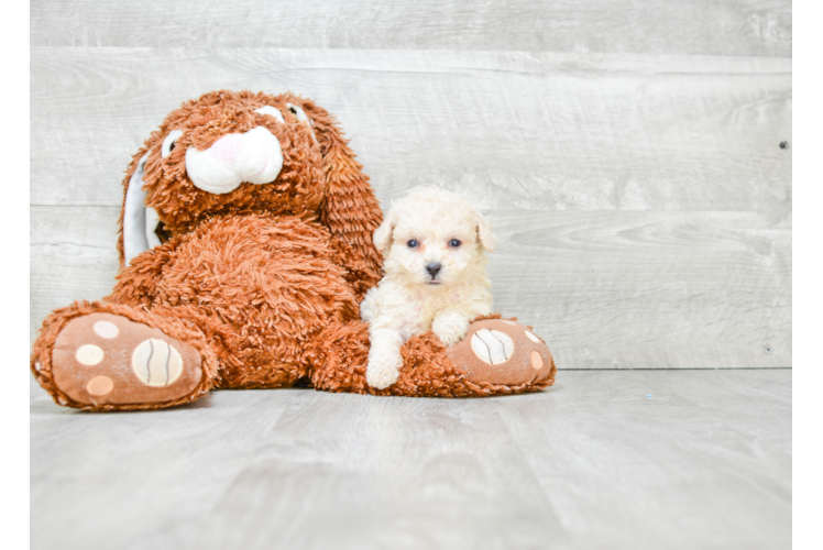 Maltipoo Pup Being Cute