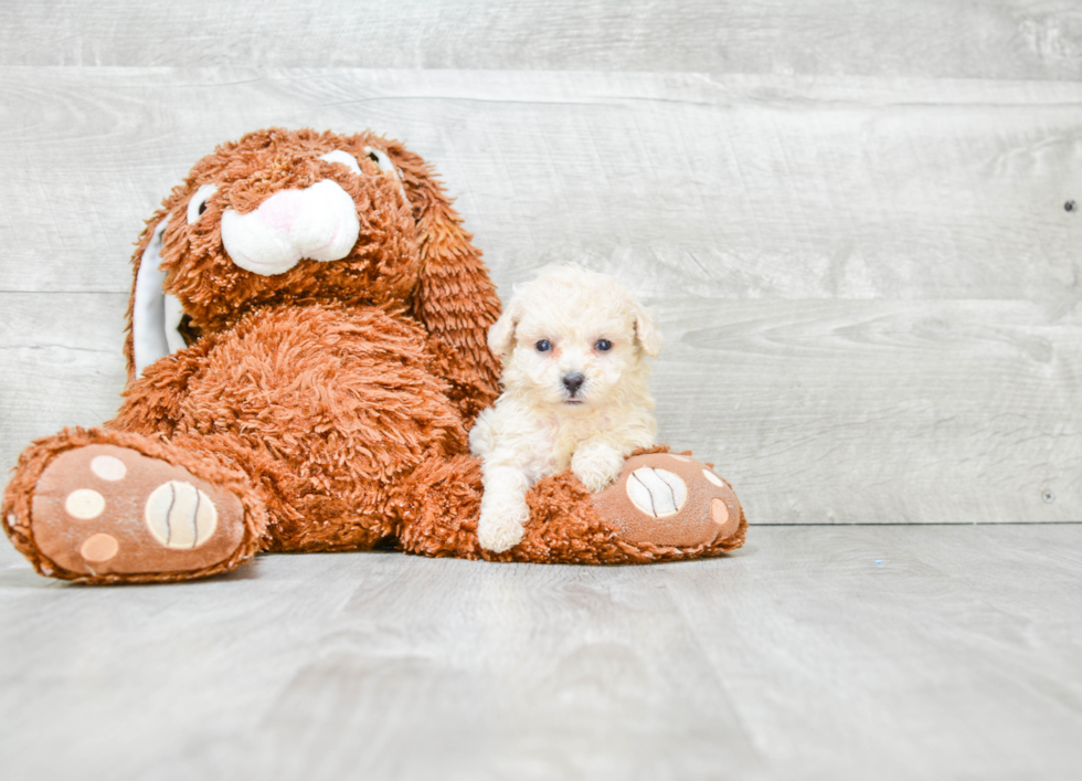 Maltipoo Pup Being Cute