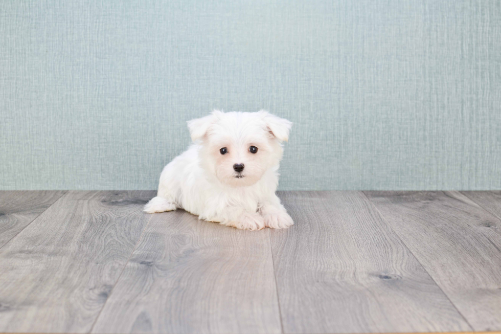 Maltese Pup Being Cute