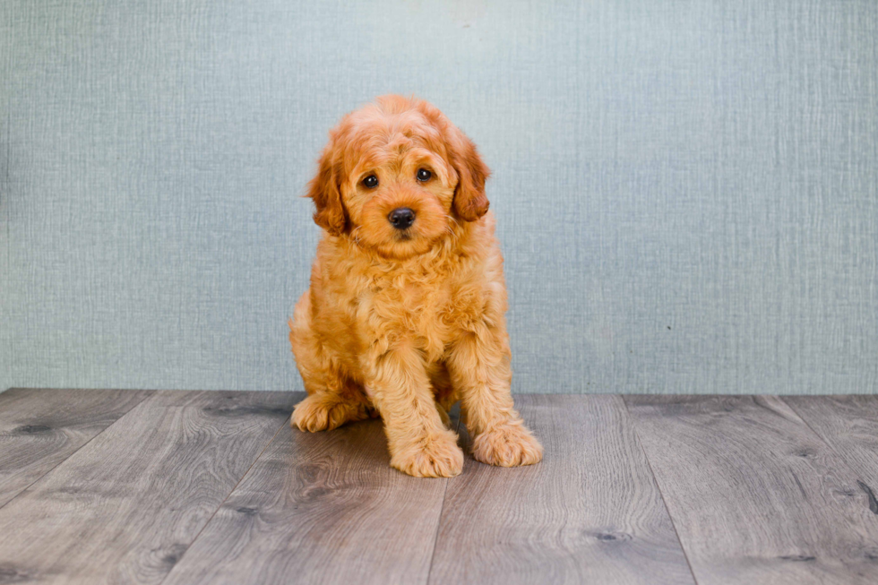 Popular Mini Goldendoodle Poodle Mix Pup