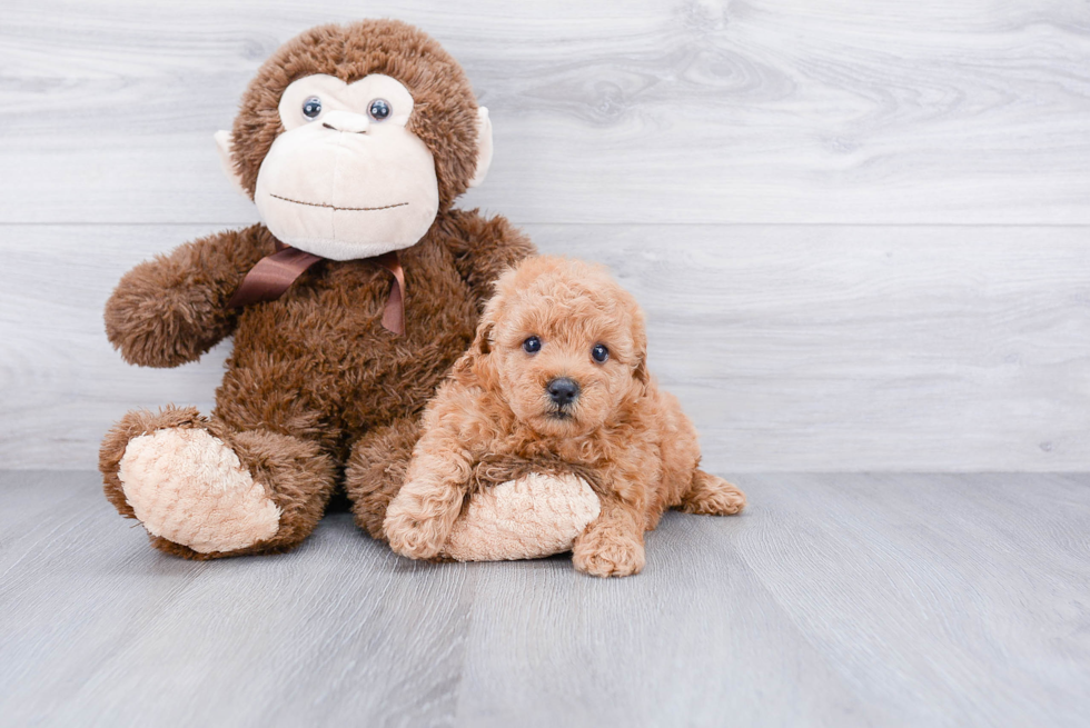 Happy Mini Goldendoodle Baby