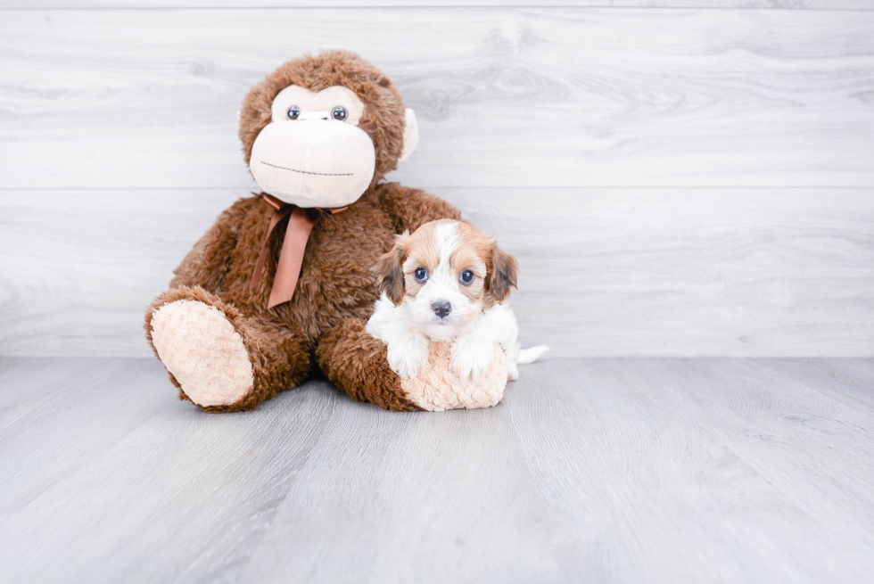 Fluffy Cavachon Designer Pup