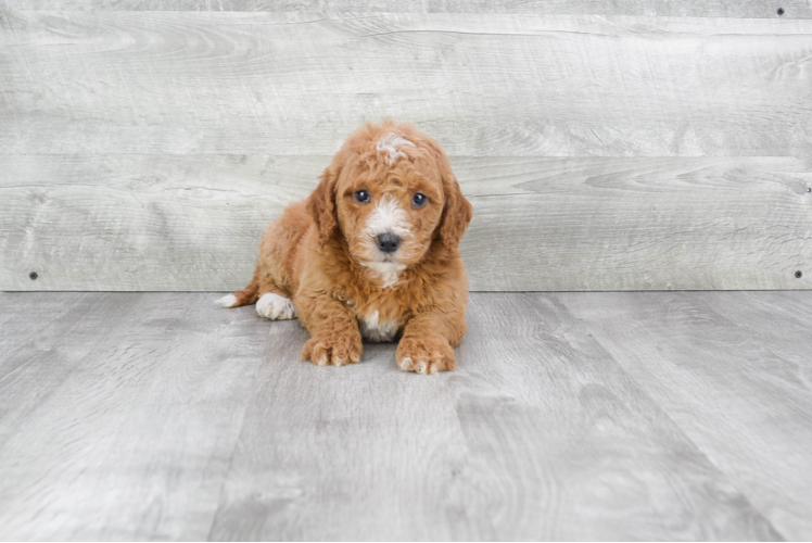 Mini Goldendoodle Puppy for Adoption