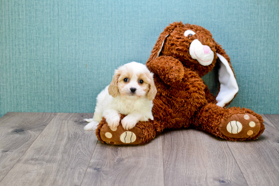 Happy Cavachon Baby