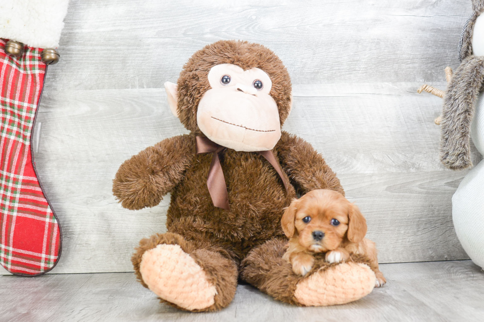 Cavalier King Charles Spaniel Pup Being Cute