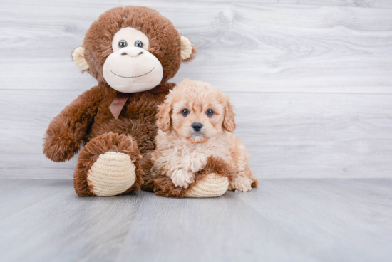 Fluffy Cavapoo Poodle Mix Pup