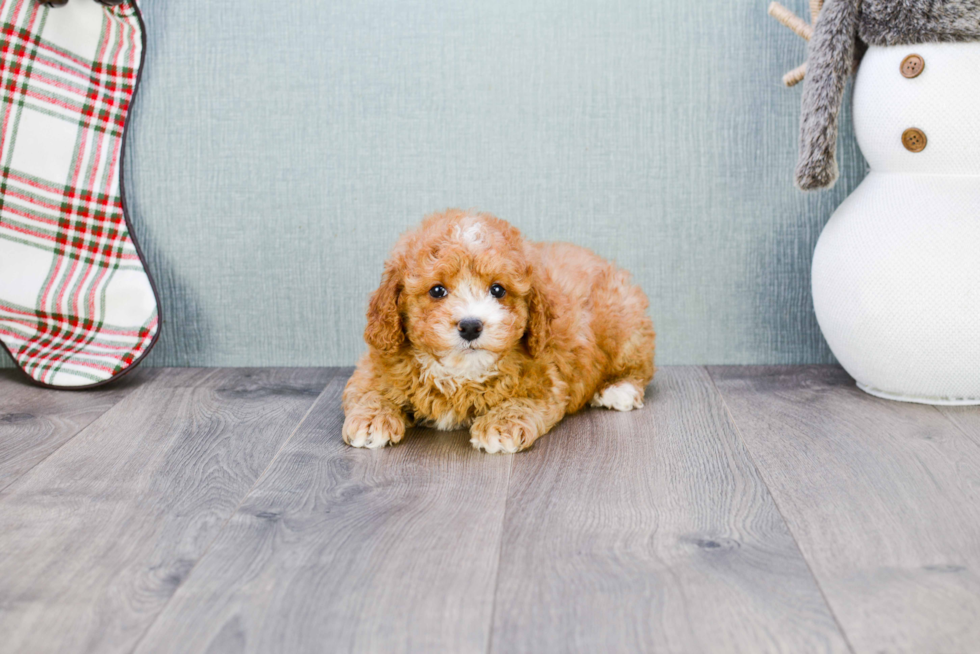 Playful Golden Retriever Poodle Mix Puppy