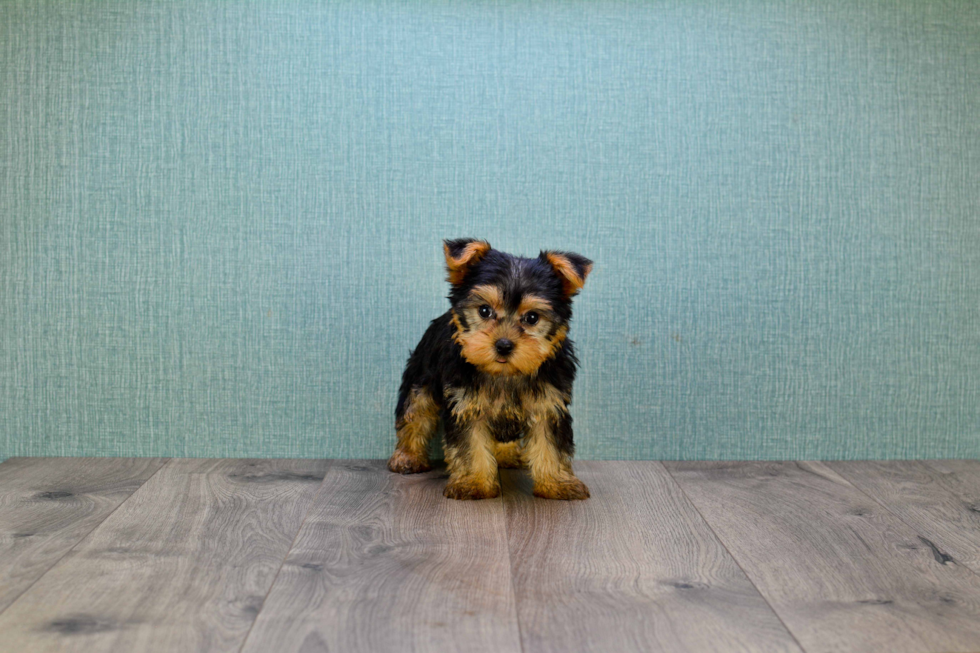 Meet Bella - our Yorkshire Terrier Puppy Photo 