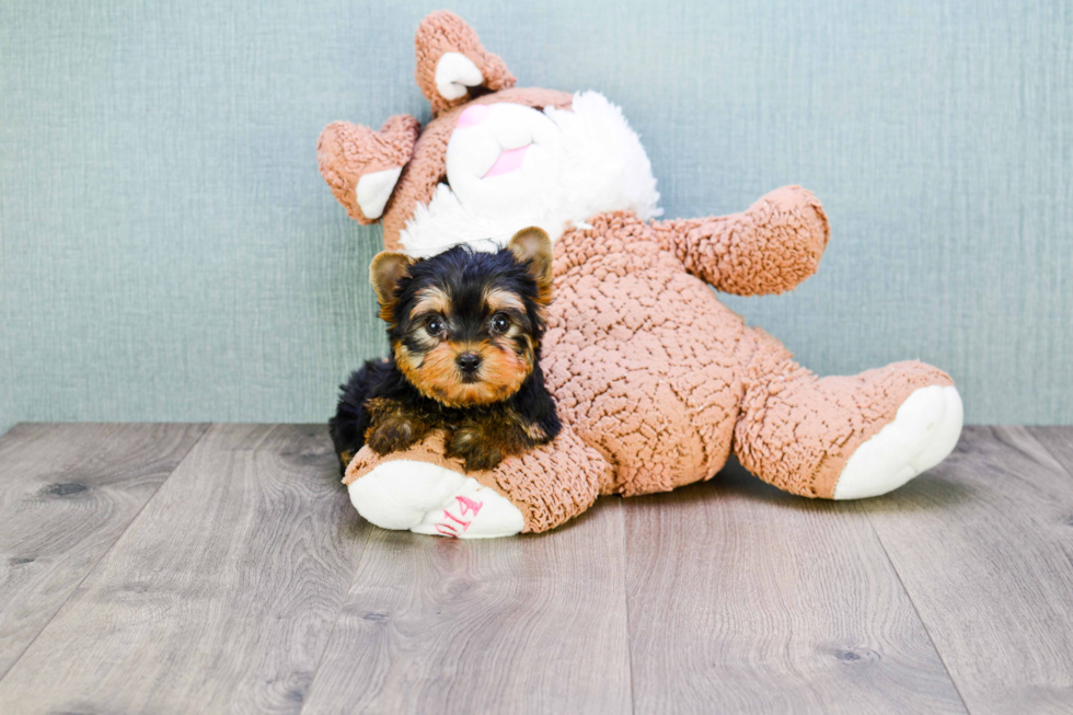 Meet Beckham - our Yorkshire Terrier Puppy Photo 