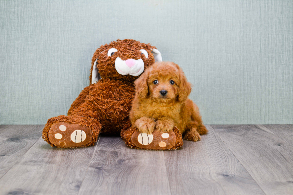 Best Cavapoo Baby