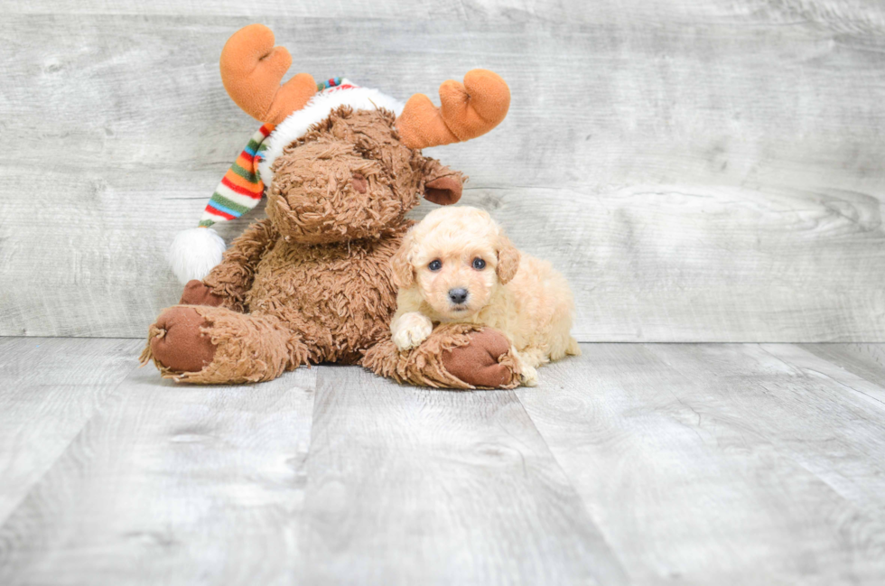 Poodle Pup Being Cute